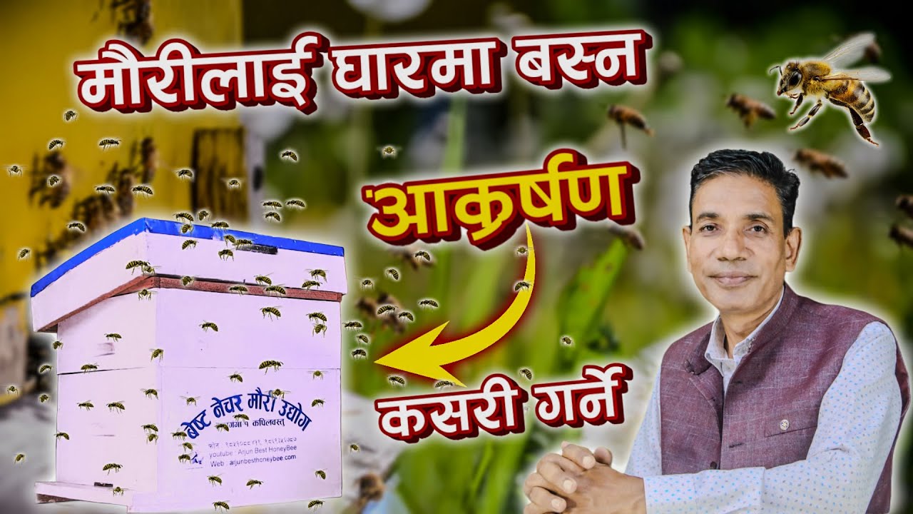 मौरीलाई घारमा बस्नका लागी कसरी आकर्षण गर्ने ? || How To Attract Bees To Stay In The Hive?