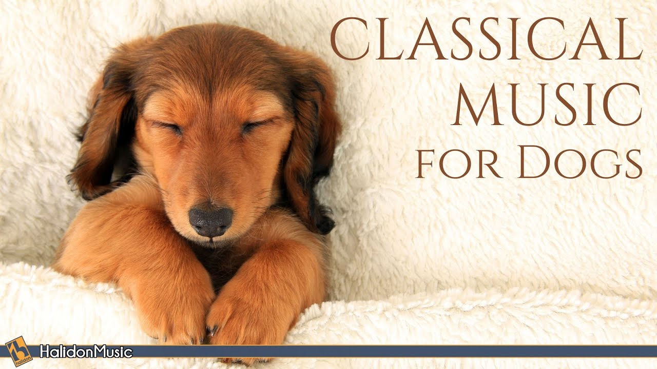 Classical Music for Dogs