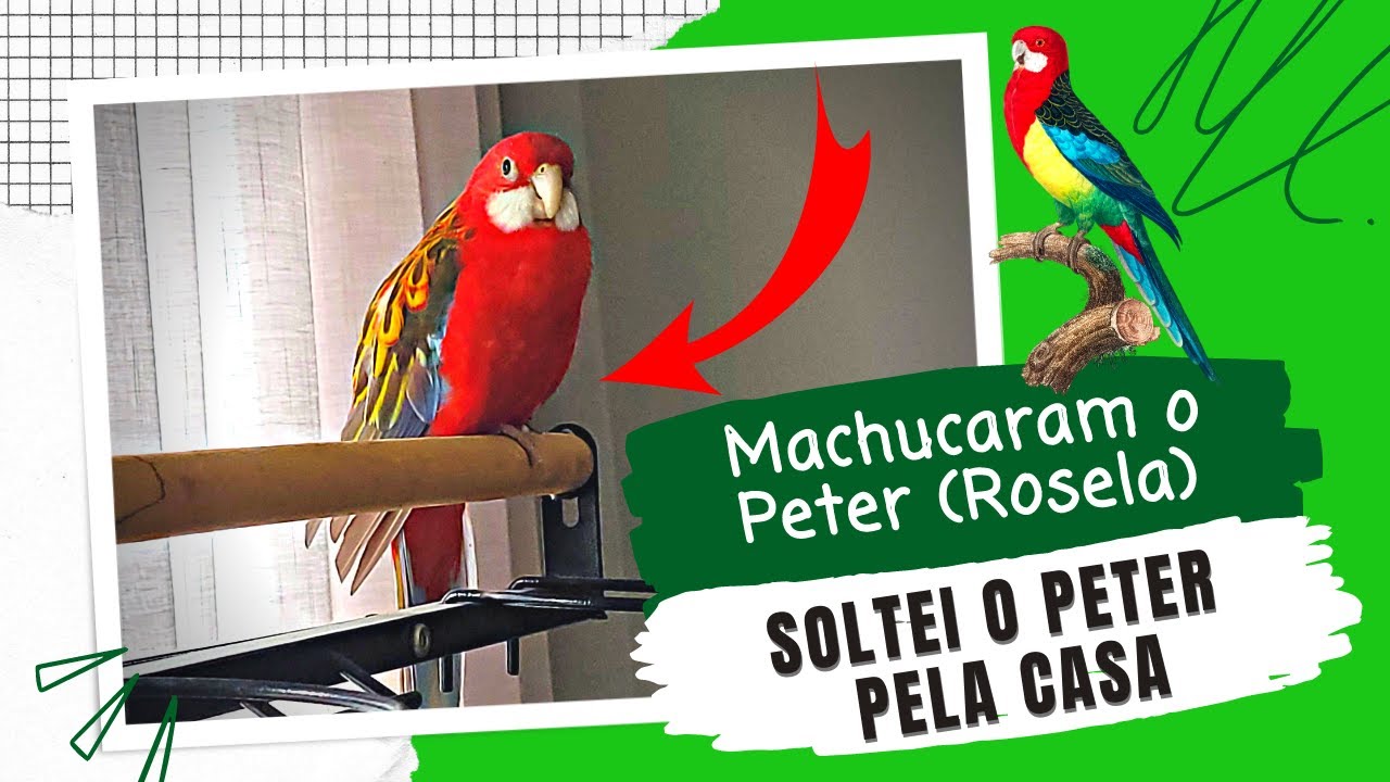 MINHA ROSELA MANSA FOI ATACADA E SE MACHUCOU | PETER - UDP