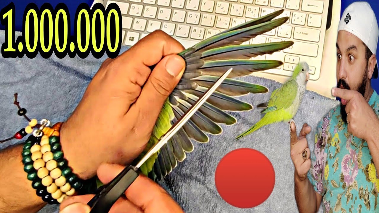 أحسن طريقه لقطع جناح الطائر بحترافية و بدون أضرار_لا تحكم قبل أن ترى المحتوى#كويكر#ببغاء #طائر 😳😡😭😱😎