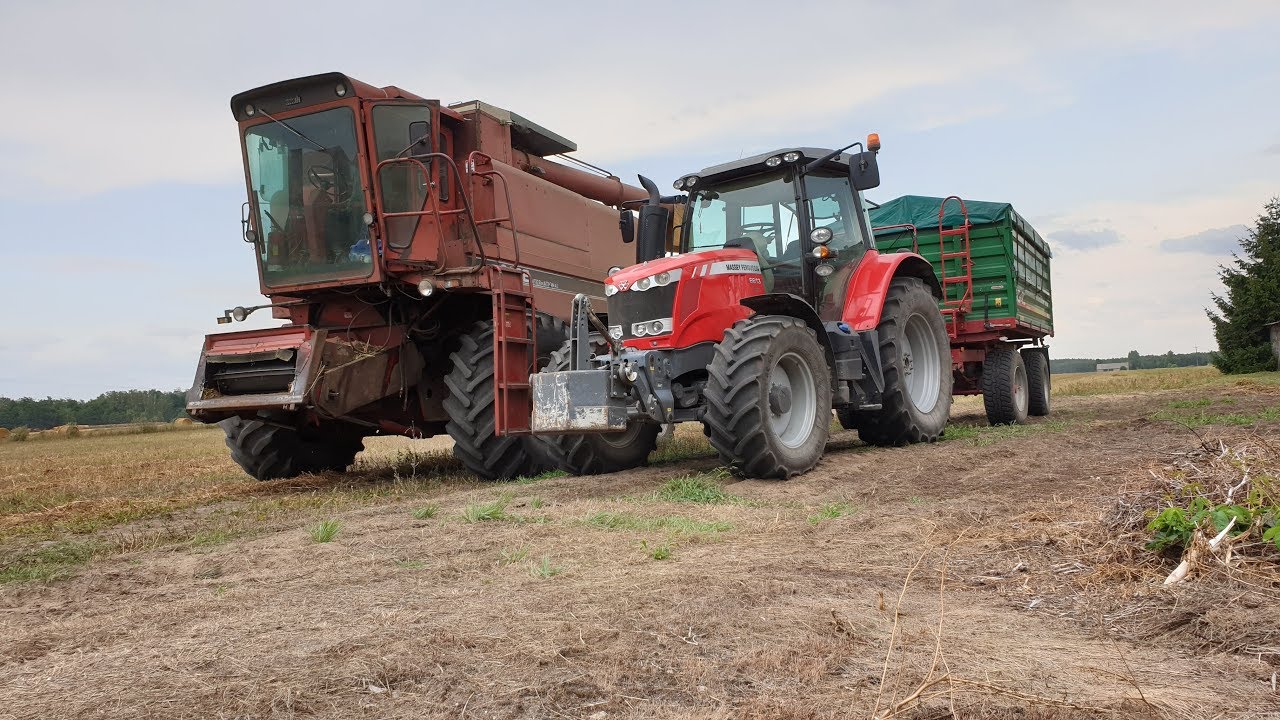 Case International 1480 w akcji łubin+rzepak 2019