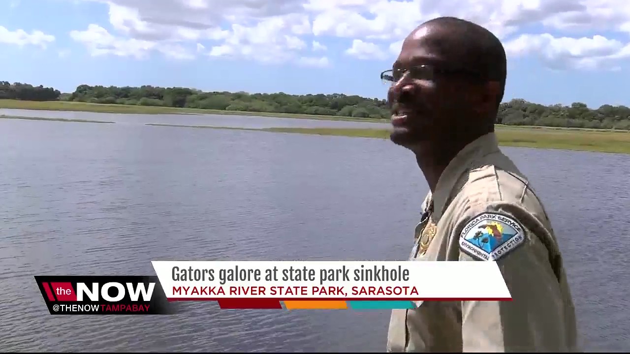 Gators galore at state park sinkhole in Florida