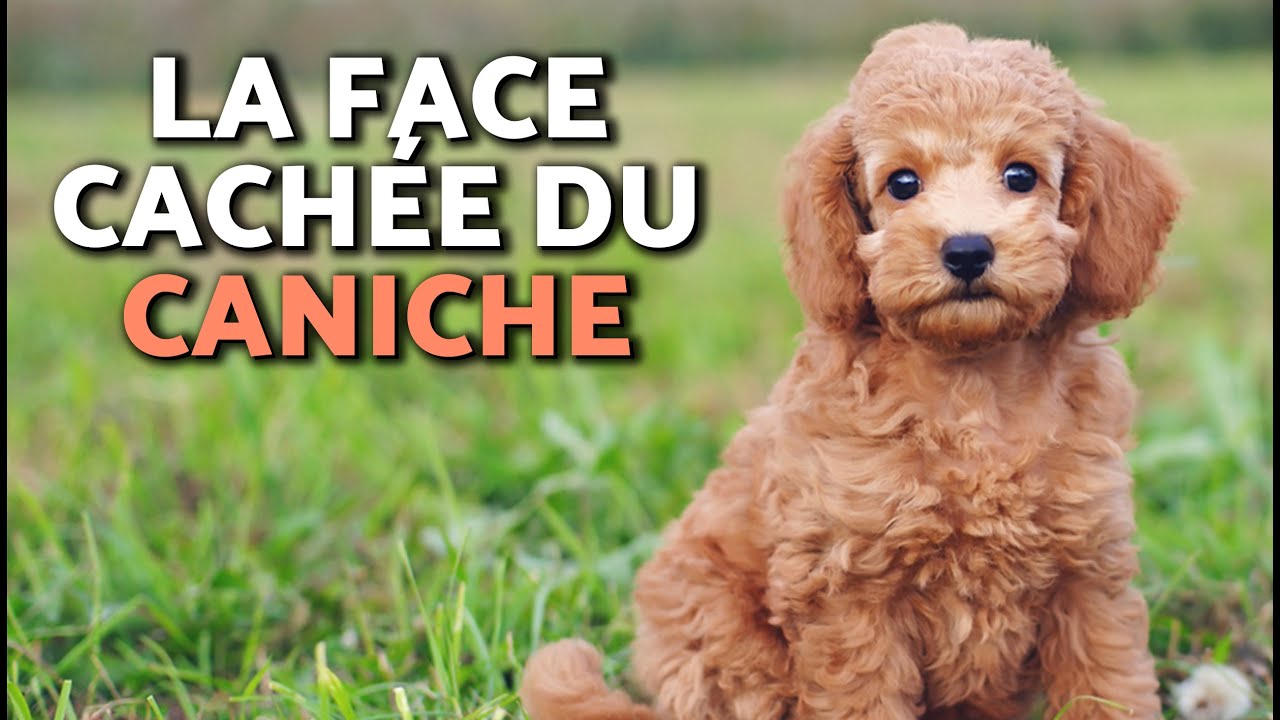 10 SECRETS sur le CANICHE TOY &Agrave; CONNA&Icirc;TRE ABSOLUMENT si vous VIVEZ AVEC UN CANICHE 🐶❤️