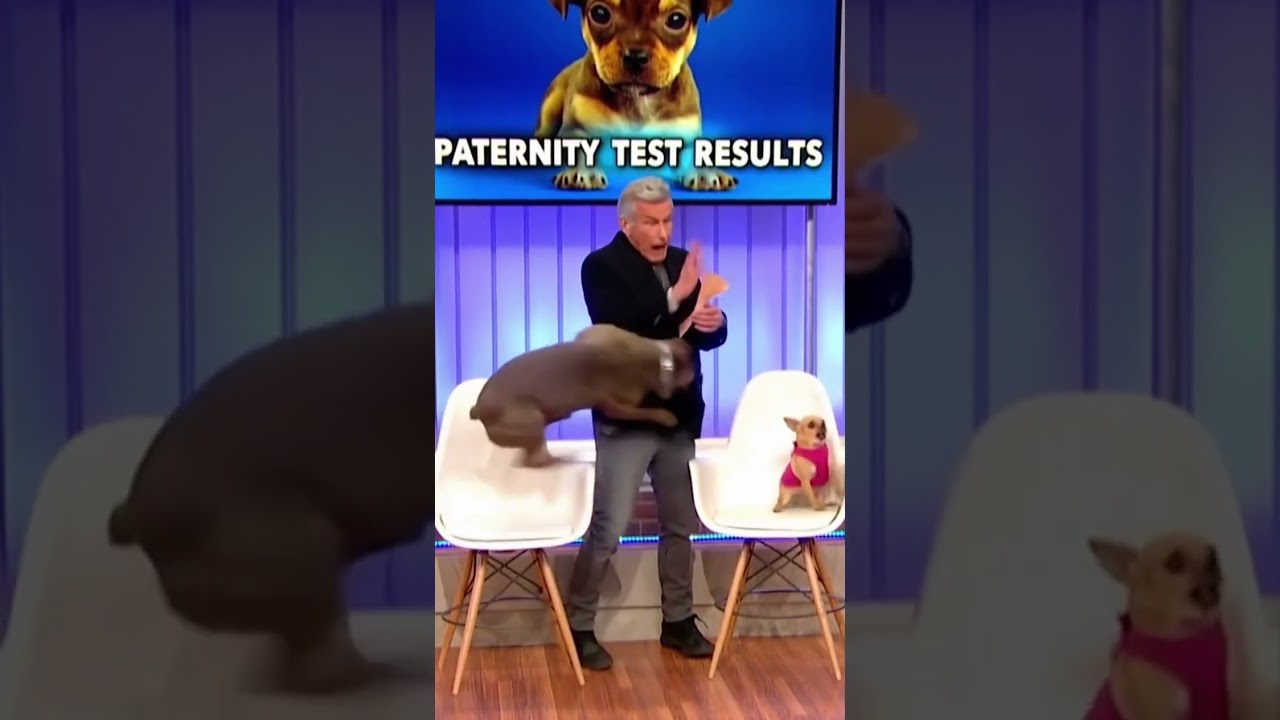 pitbull attacks host for no reason