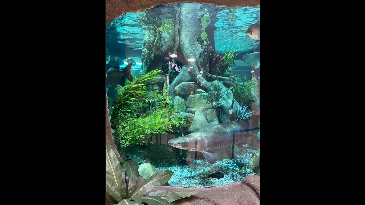 Acuario con Pirarrucu - Primavera Urbana - Villavicencio - Meta
