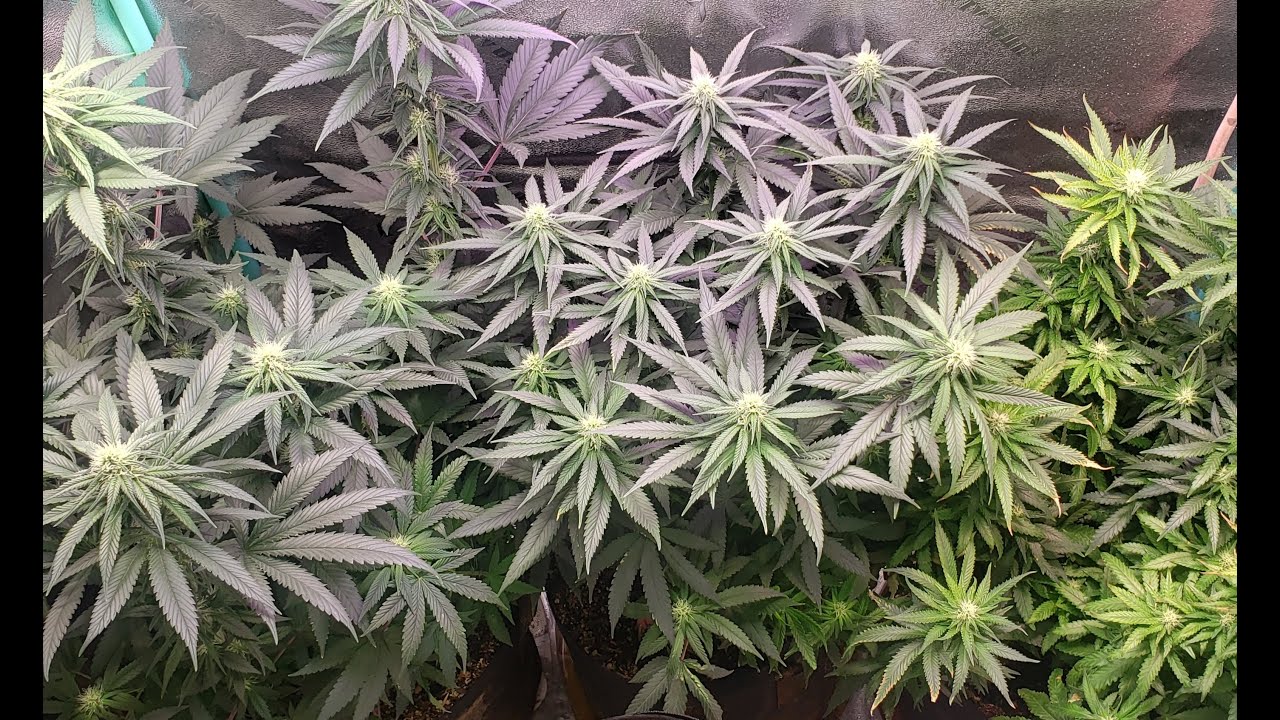 Bloody Skunk Autoflower 12/12 grow. seedsman wedding cake, white og, white widow photo flower update