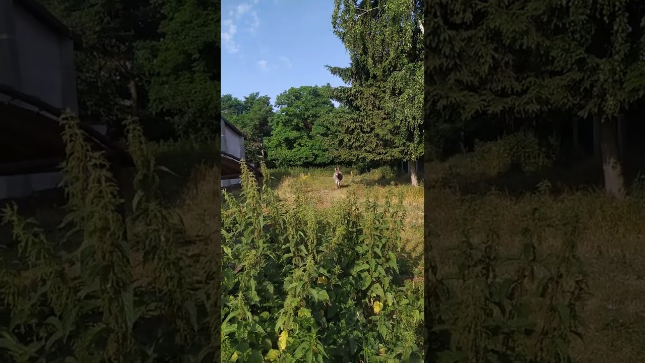 Happy Donkey