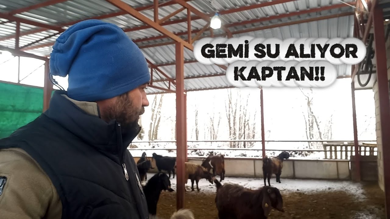 KÖY HAYATI ÇOK İYİ YA | Halep Keçisi Kış Serüveni