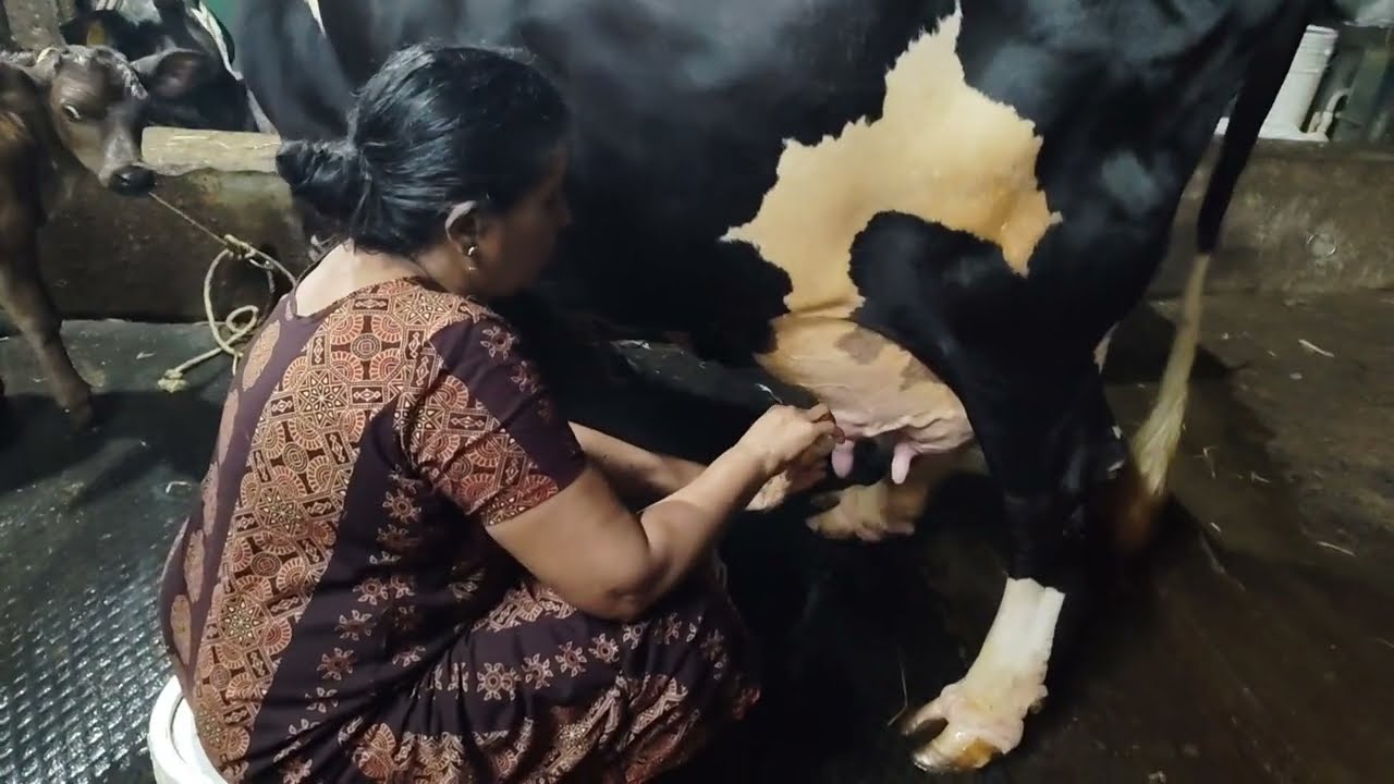 കുഞ്ഞോളുടെ കറവ കാണാം 