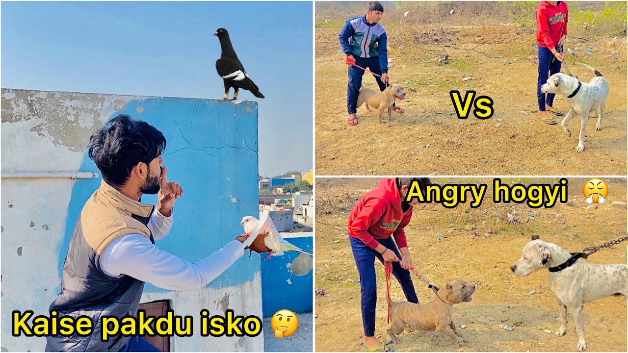 Finally kabutar pakdne gaye 😍( Pakistani bully ko Small Am🇺🇸 bully se milwaya 😨