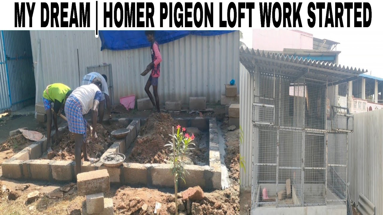 MY DREAM | HOMER PIGEON LOFT WORK STARTED | HOMER PIGEON LOFT BUDGET? 