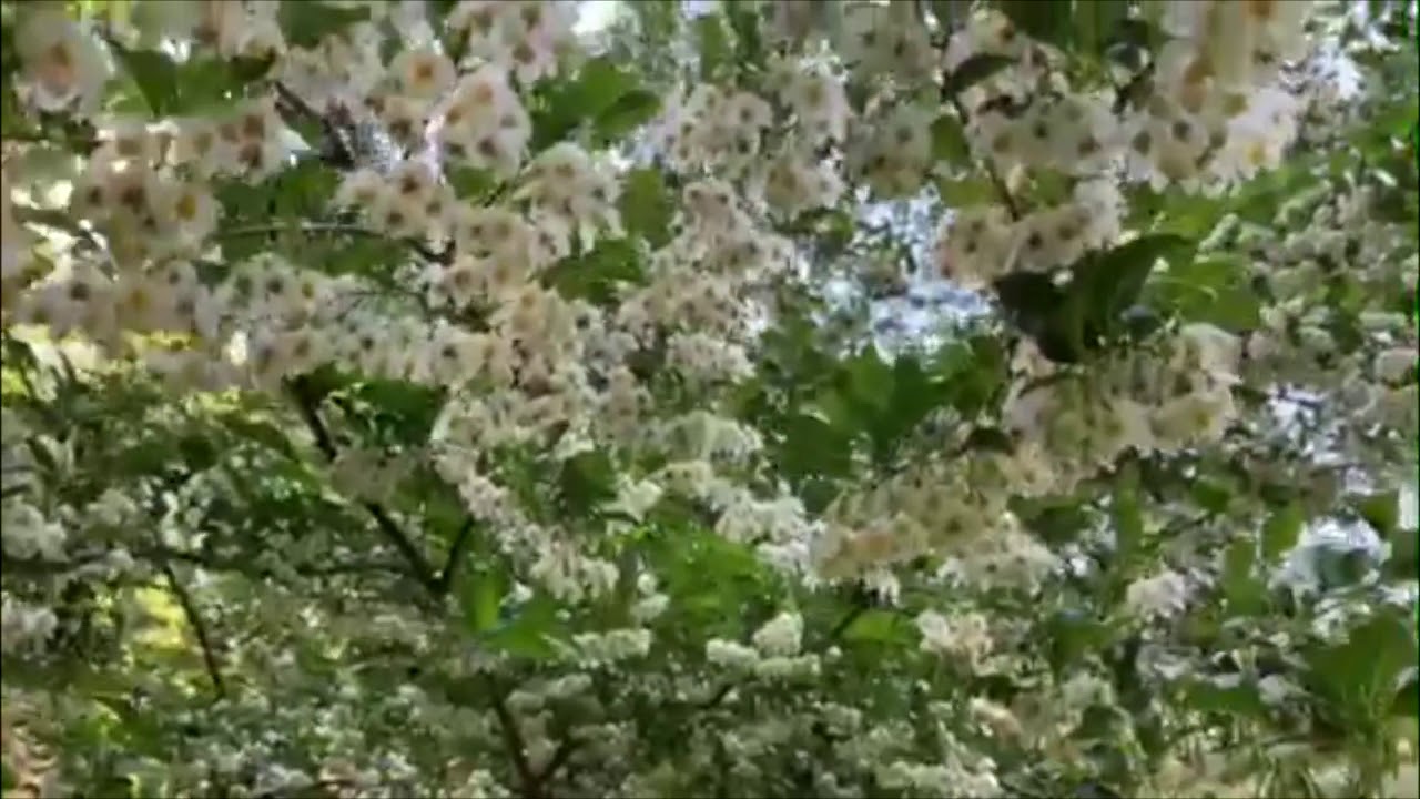 Beautiful Flowering Styrax Tree For Outdoor Landscaping