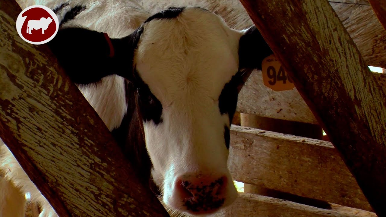 Técnicas para la Cría y Levante de  Ganado Lechero - TvAgro por Juan Gonzalo Angel