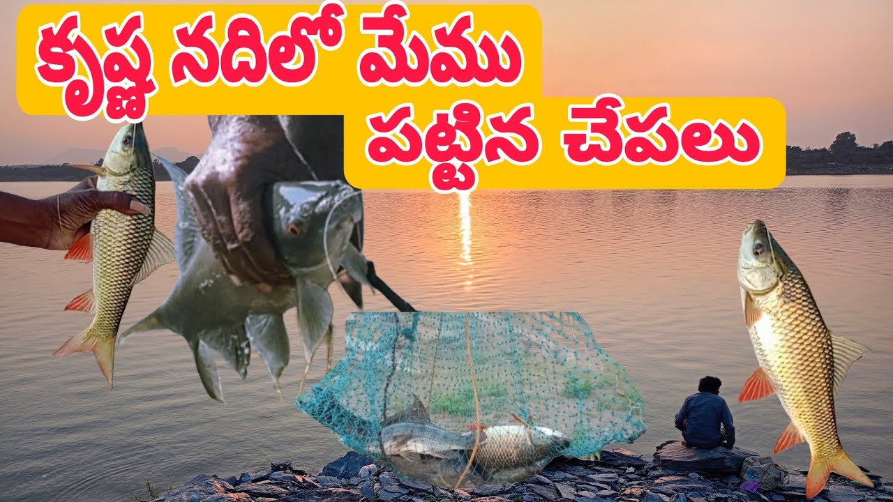 కృష్ణ నదిలో చేపలు పట్టటం ఎలా #fishing #krishnariverfloods #viralvideo 