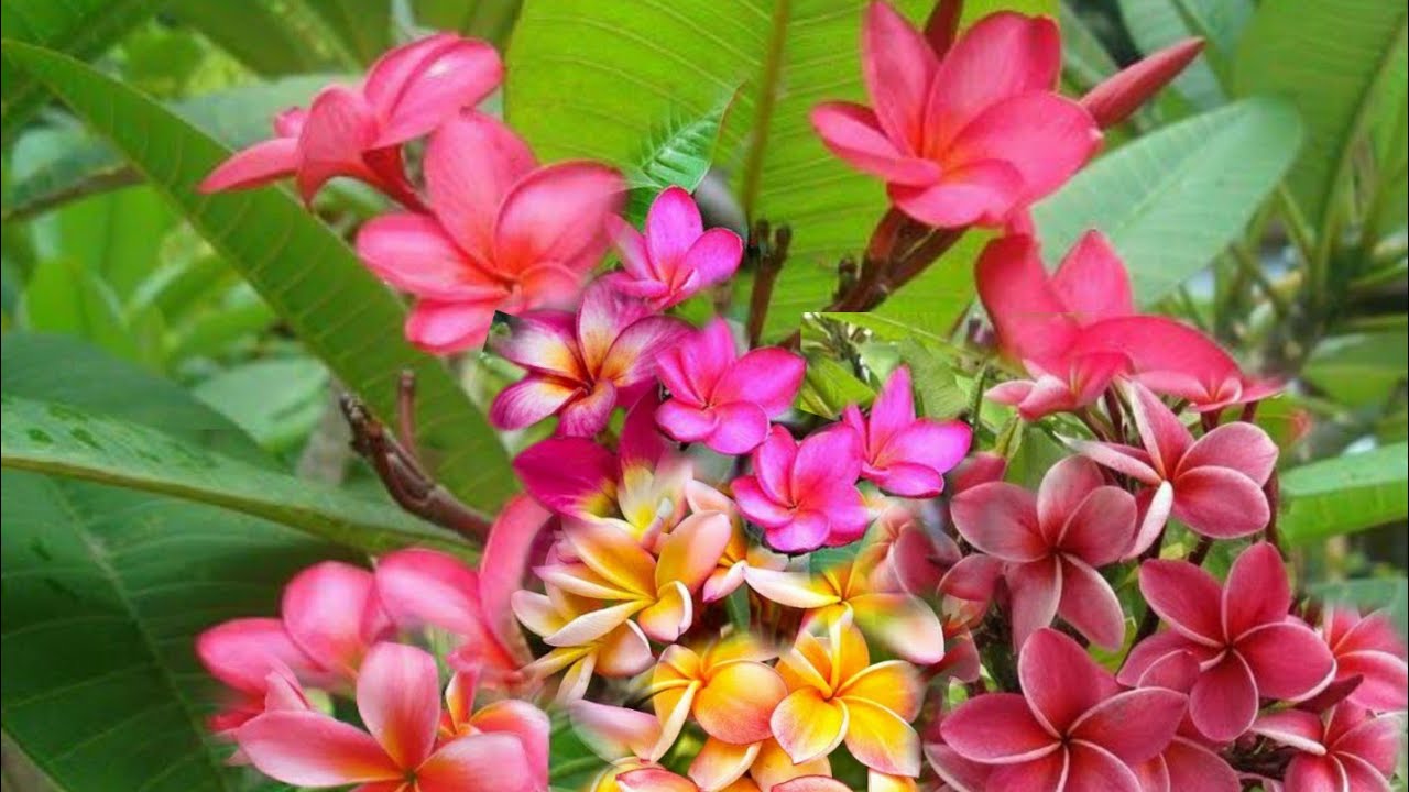 COMO ENXERTAR JASMIN - COM RESULTADO 100%