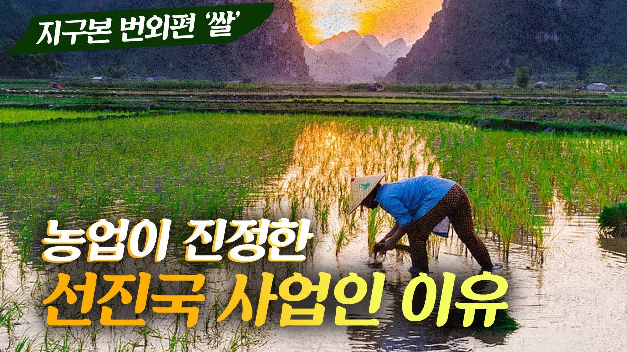진정한 선진국 사업인 농업, 땅넓고 잘자라는 동남아 벼농사가 어려운 이유 #지구본연구소