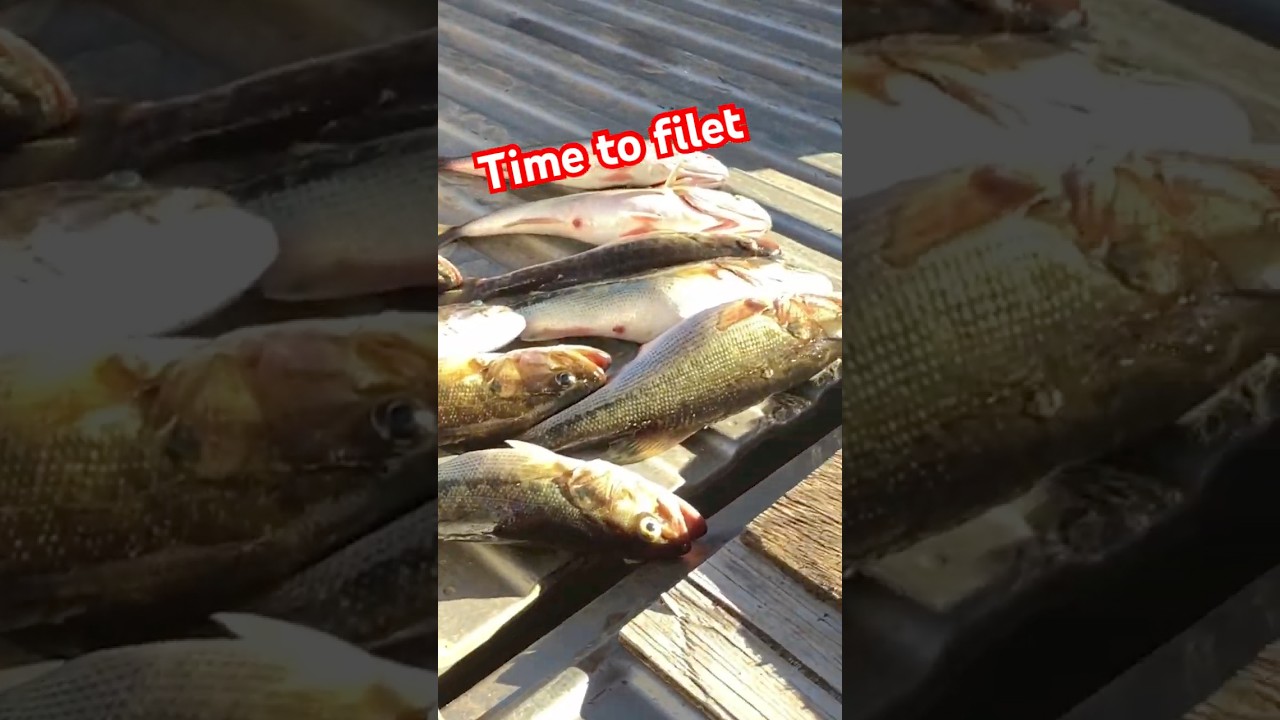 Yes, I eat bass! 