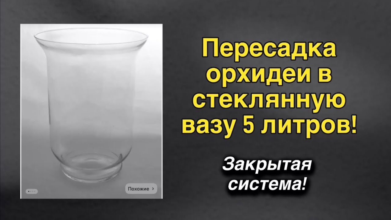 Пересадка взрослой орхидеи в закрытую систему!
