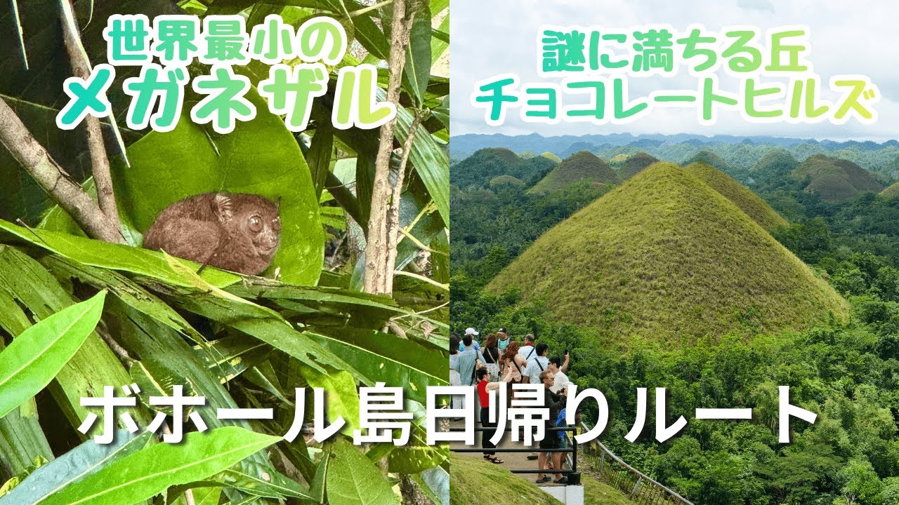 ボホール島日帰り王道観光ルート🇵🇭世界最小のメガネザル・チョコレートヒルズ