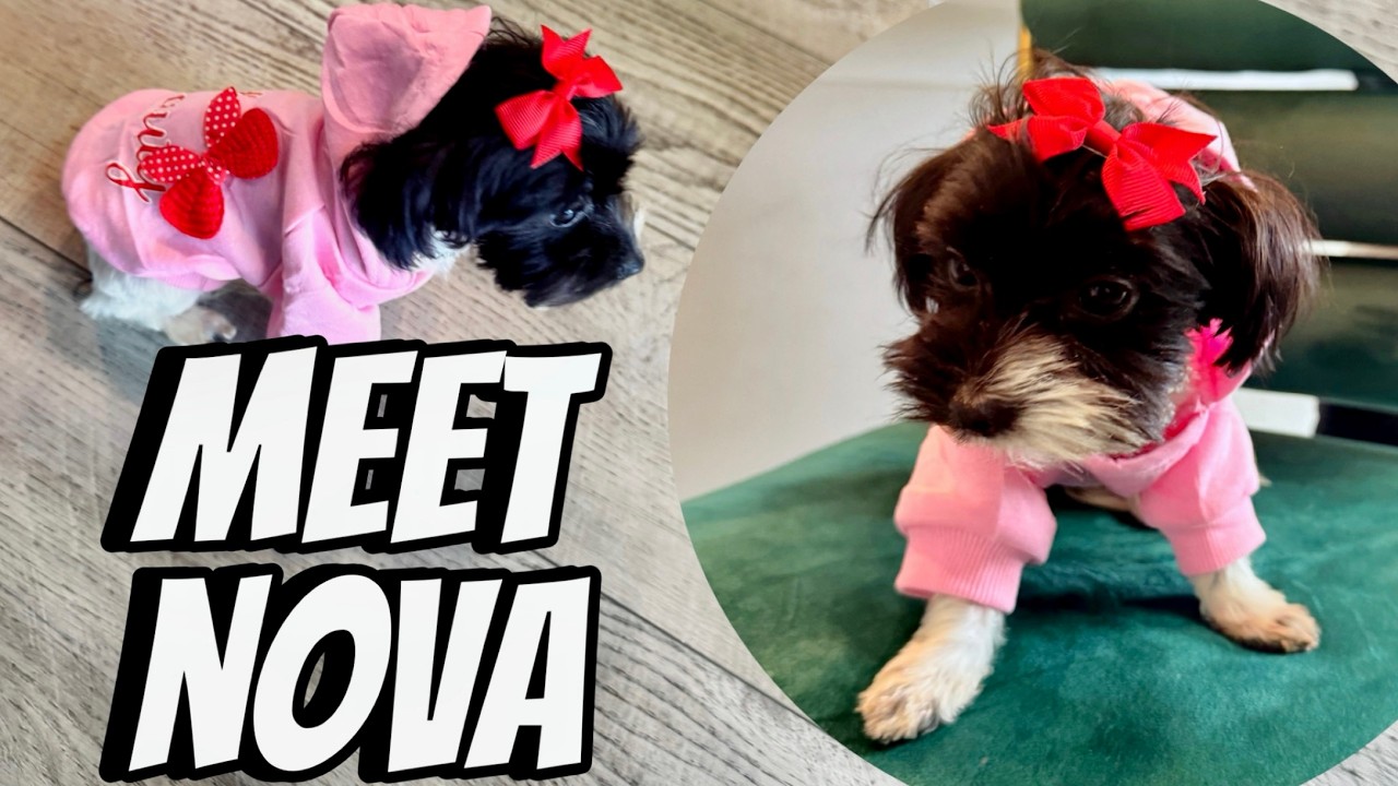 INTRODUCING MAMADEE NEW PUPPY TO OUR CHANNEL