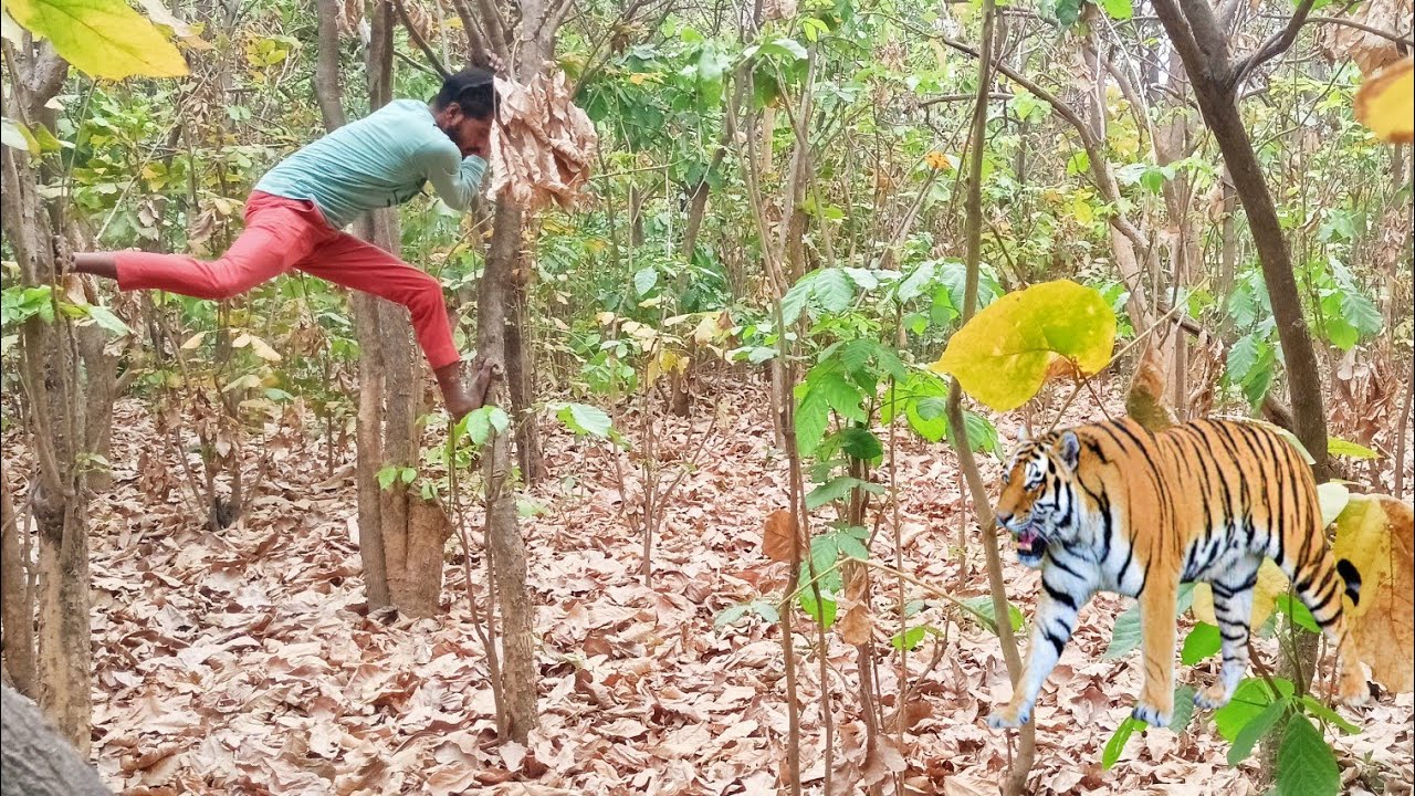 Tiger Attack Man In The Forest part 36 Sekhupur Ban 
