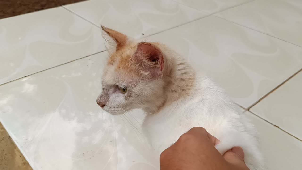 Cute stray cat, I love his tail