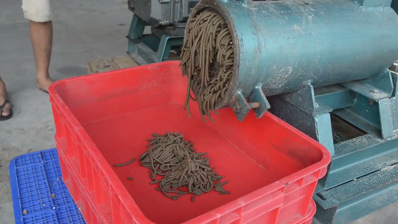 Processing BSFL With Pelletizing Technology