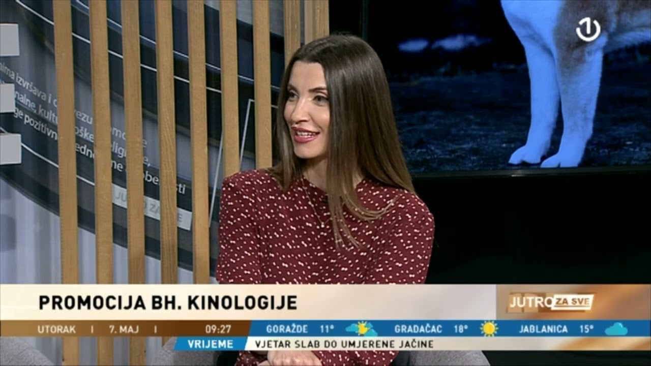 Najljepši Shiba Inu mužijak