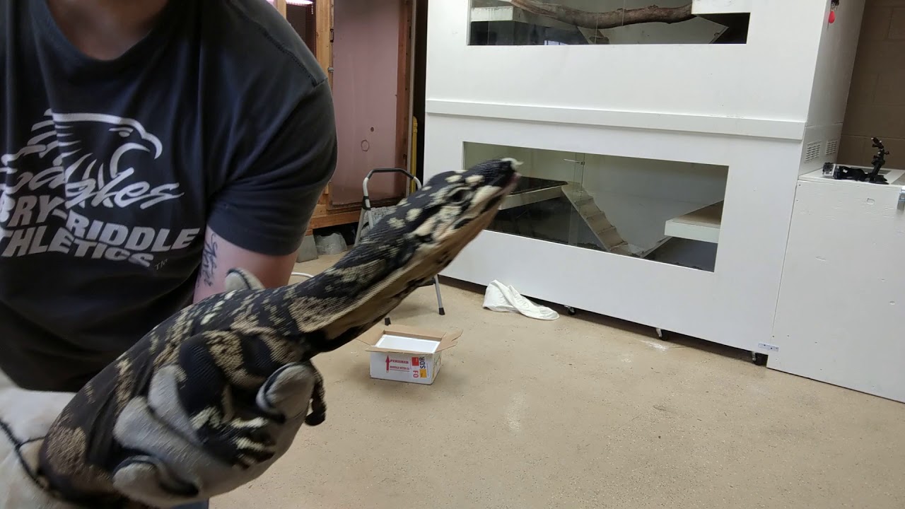 Bells Phase Lace Monitor Male Unboxing