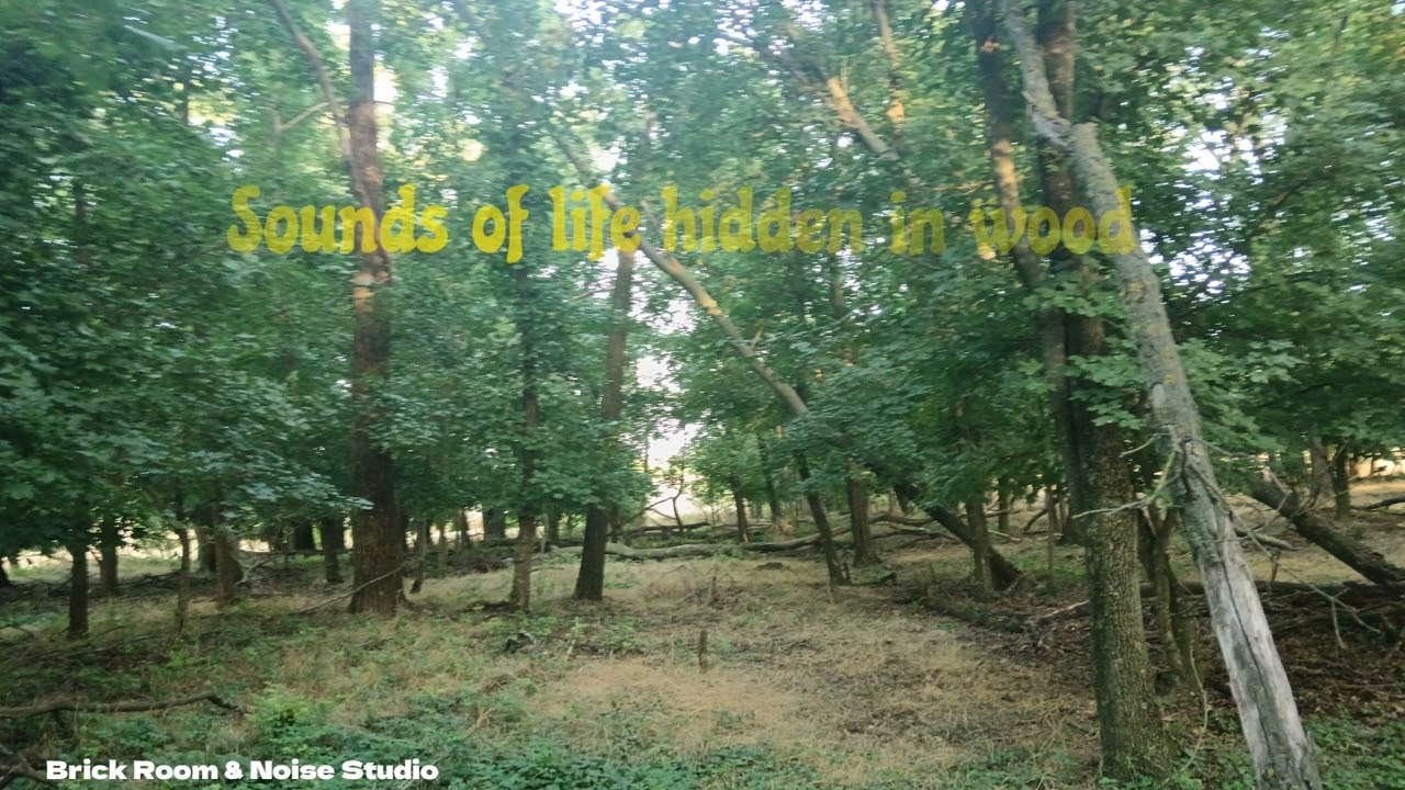 Field Recording: Sounds of life hidden in wood