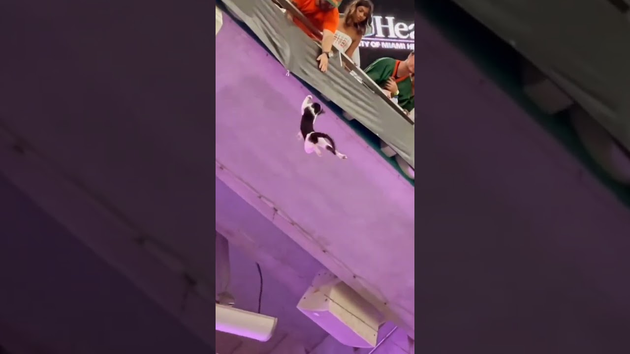 Quando se trata de salvar vidas, não tem essa de time 👊🐱