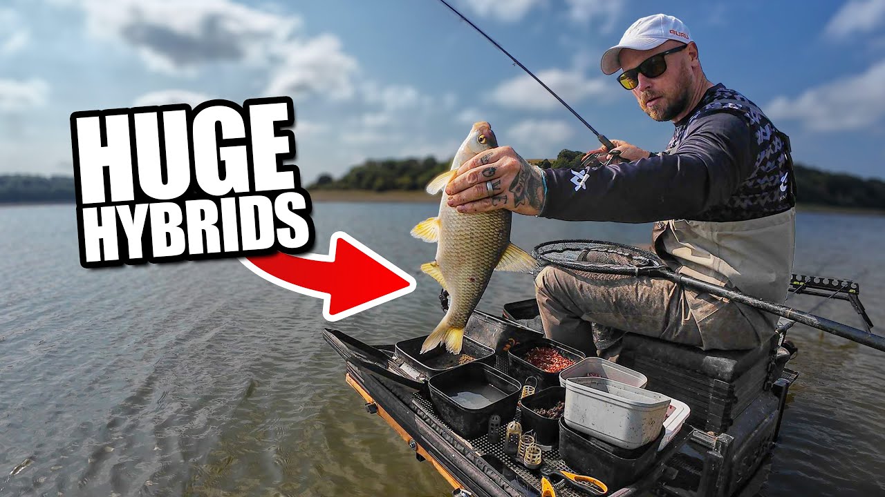 Live MATCH FISHING, Chasing HYBRIDS 