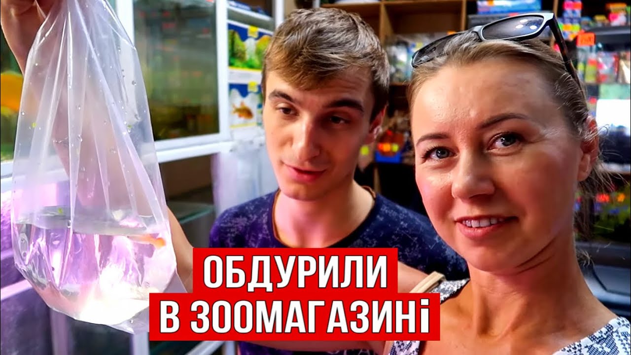 Соміки, гупі, блакитні креветки || Плановане поповнення в акваріум на 20 літрів