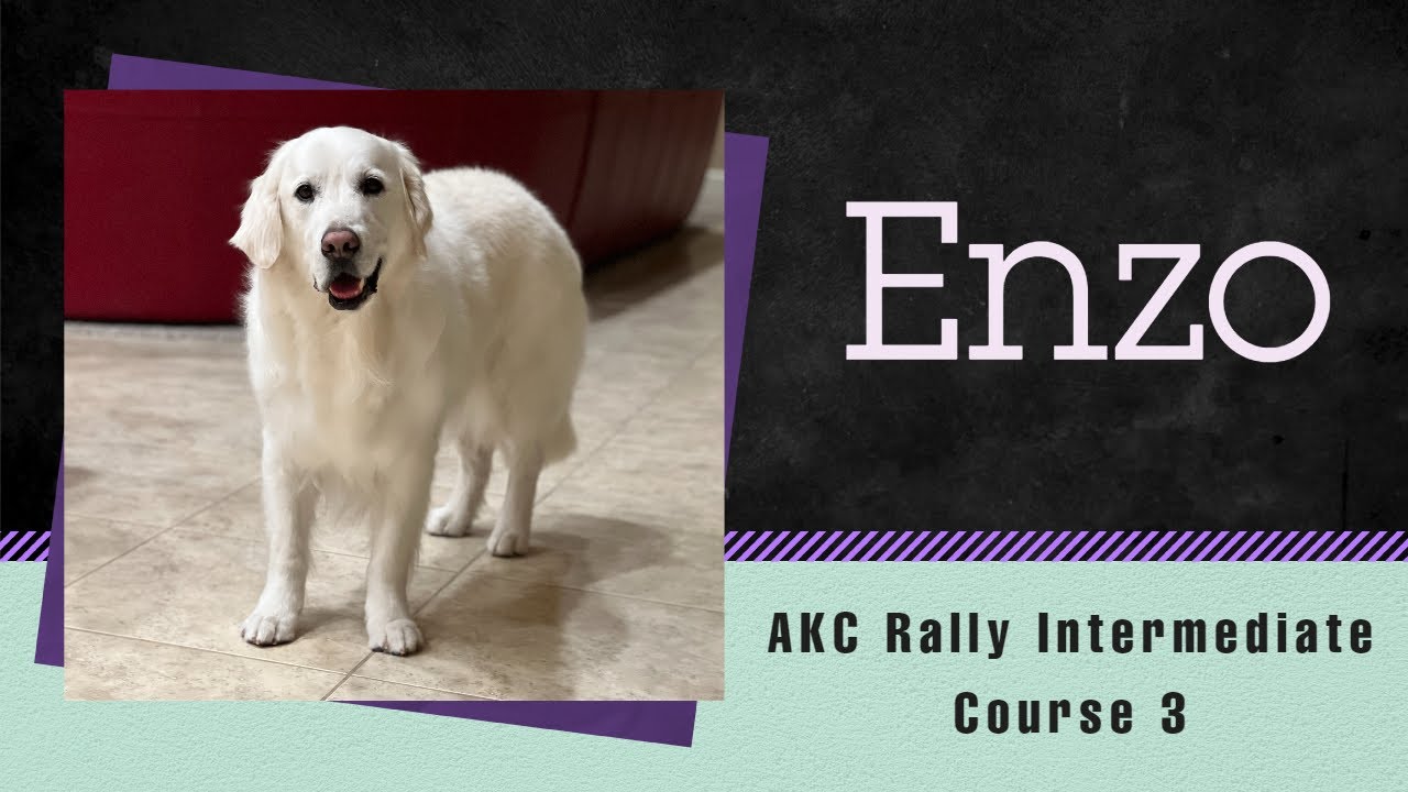 AKC Rally Intermediate Course 3   Enzo