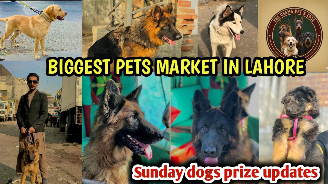 Tollinton exotic birds and animals market in Lahore biggest update ( 12/8/25) 