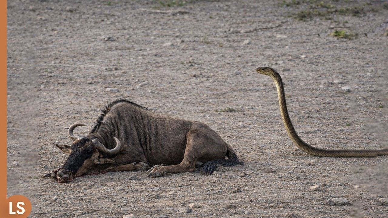 &iexcl;Cuando la mamba negra mordi&oacute; al &ntilde;u&hellip; muri&oacute; en segundos!
