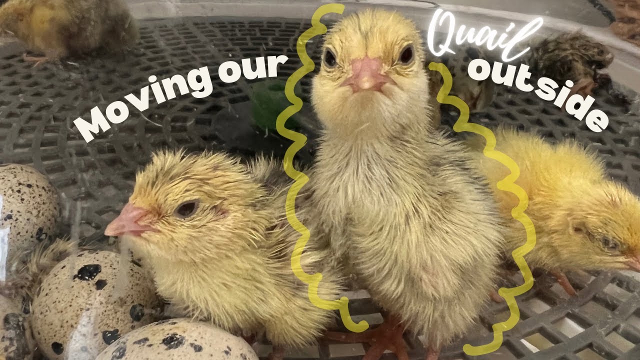 Moving baby Quail to their brooder!
