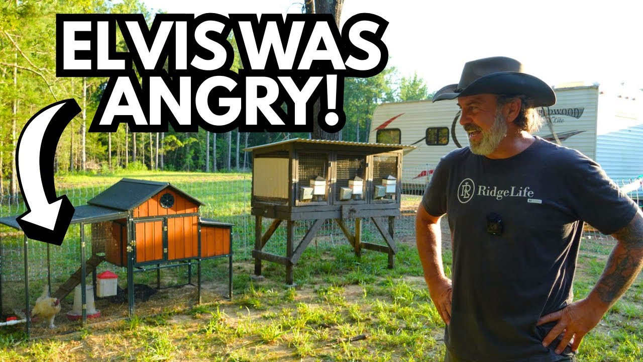 Moving Elvis & His Ladies Turns DANGEROUS! | Off Grid Barn House Build