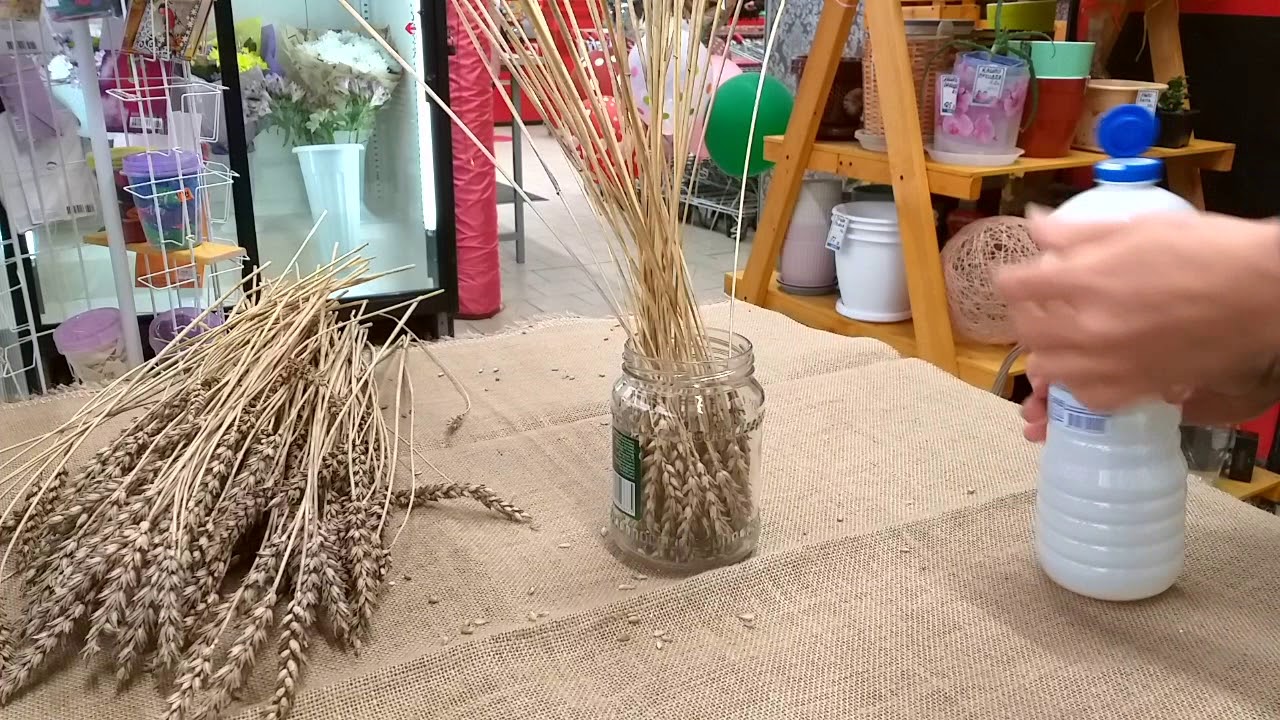 Отбеливание пшеницы. До и после