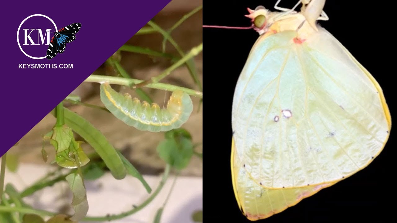 Raising Giant Sulphur Butterflies - Part 1