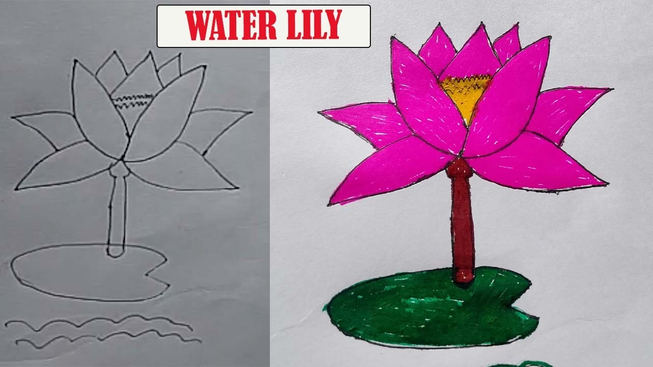 How to draw water lily || Very easy drawing Lotus Flower|| Drawing Sapla Flower.
