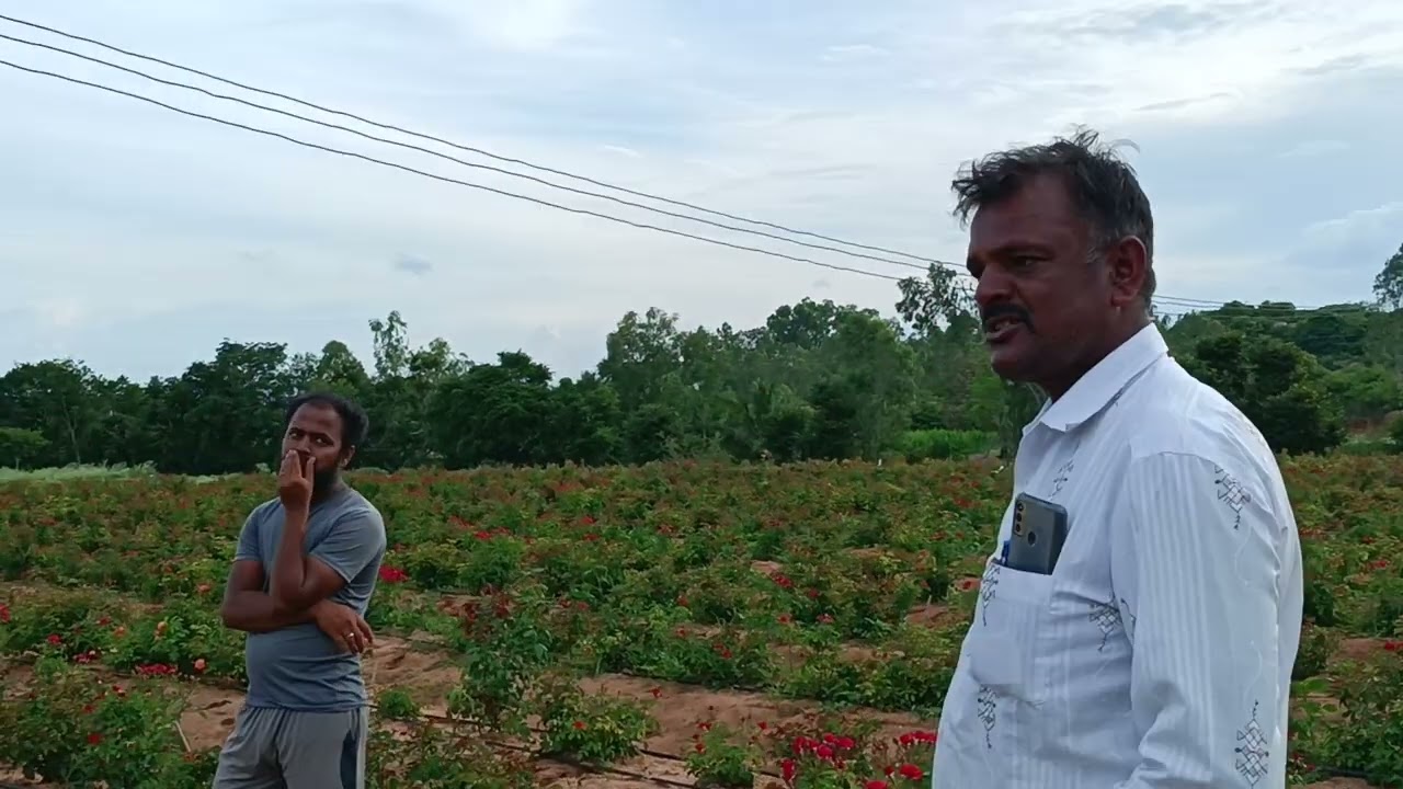 #Mirrable Rose 🌹 Full Cultivation information A to Z # Mdpl Waseem