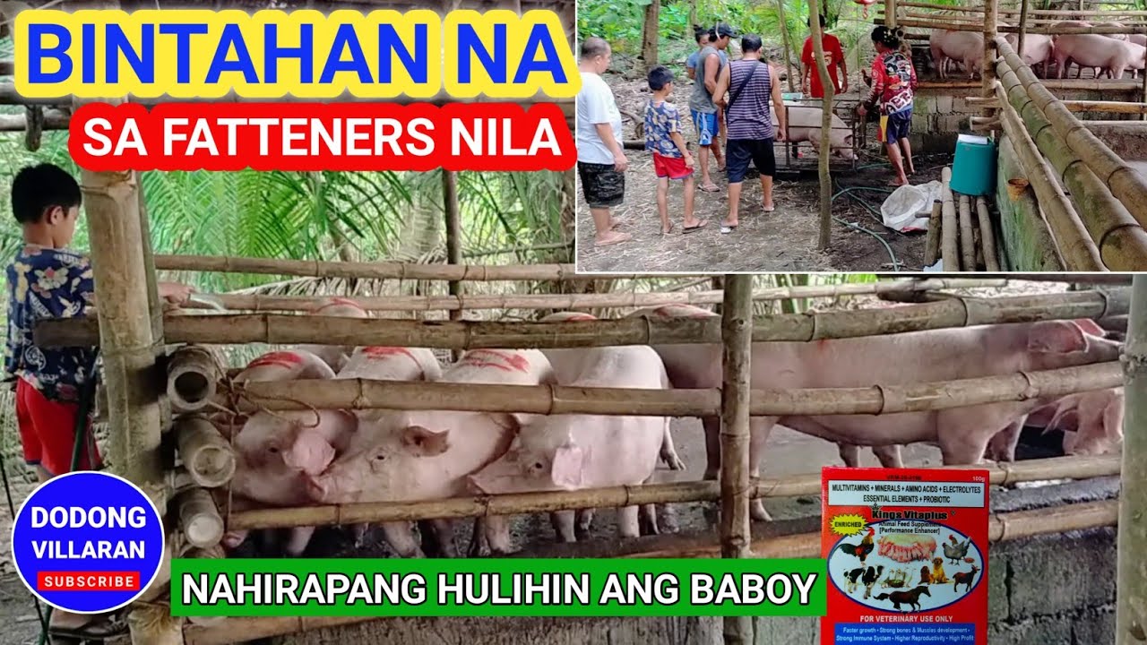 BINTAHAN NA SA FATTENERS NILA / NAHIRAPANG HULIHIN ANG BABOY / Dodong Villaran
