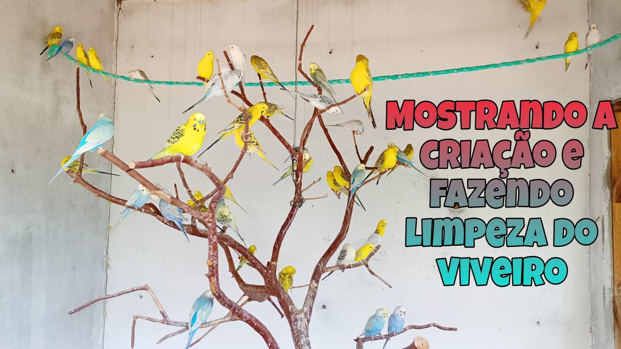 Fazendo a limpeza do viveiro e mostrando a criação de periquitos australianos