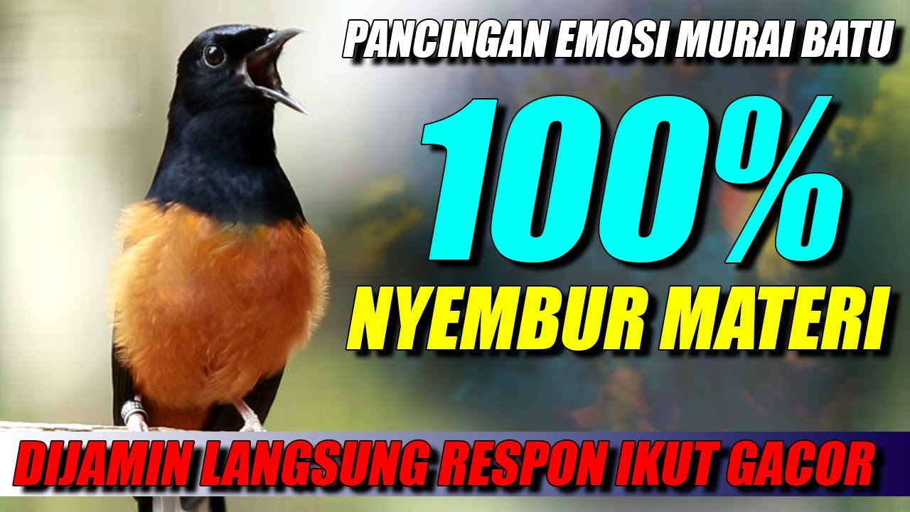 MURAI BATU GACOR ‼️SEKALI DENGAR LANGSUNG IKUT GACOR