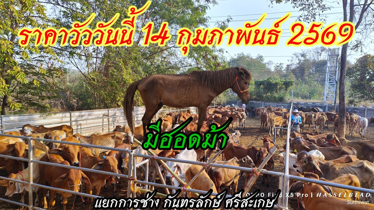 ราคาวัววันนี้ 14 ก.พ.69 สุขสันต์วาเลนไทน์ แยกการช่าง กันทรลักษ์ ศรีสะเกษ