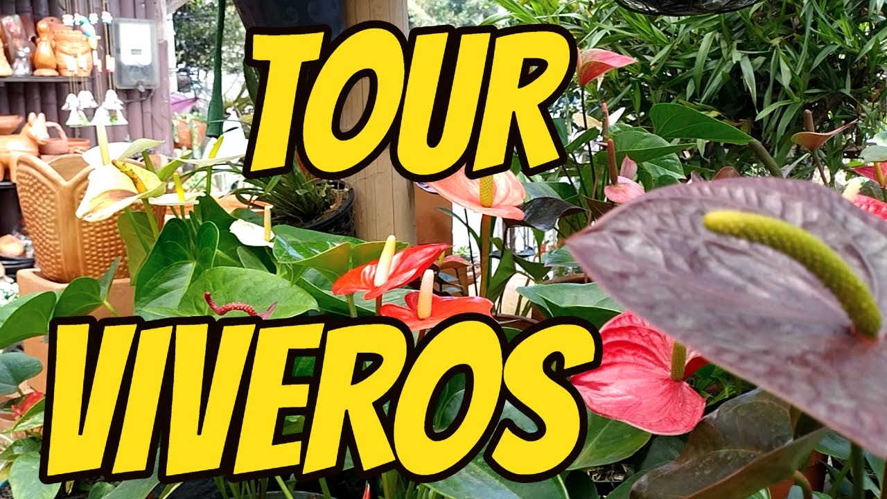 TOUR por VIVEROS MARAVILLOSOS| Orquídeas| Anturios| Suculentas.