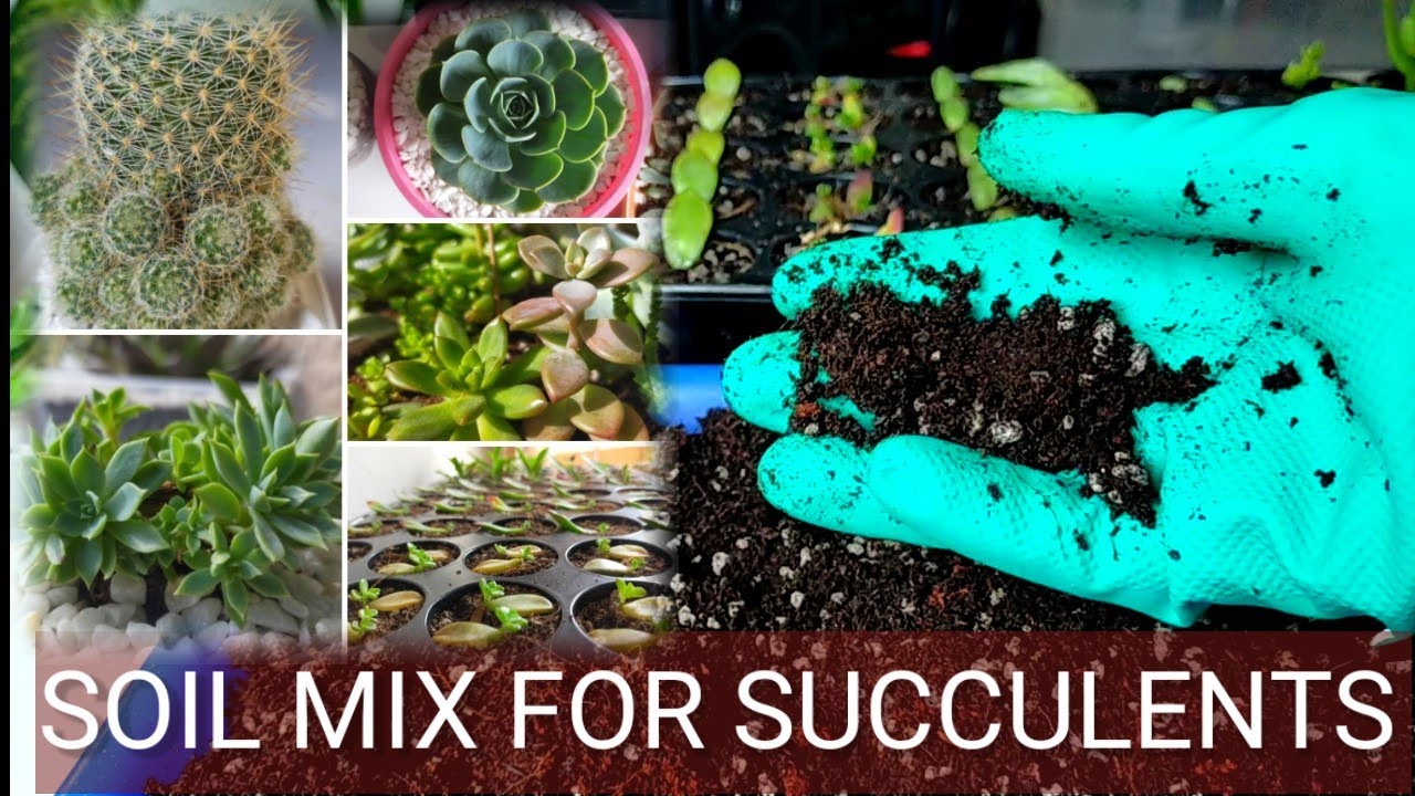 Cacti and Succulent Soil Mix l Mabilis lalaki ang mga Succulents