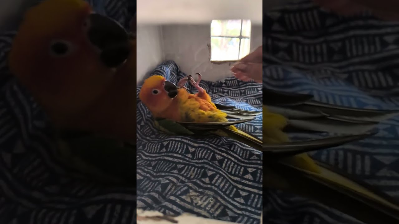 Sunconures are most playful and social birds, here is the proof. #birds #sunconure #parrot #goldie 
