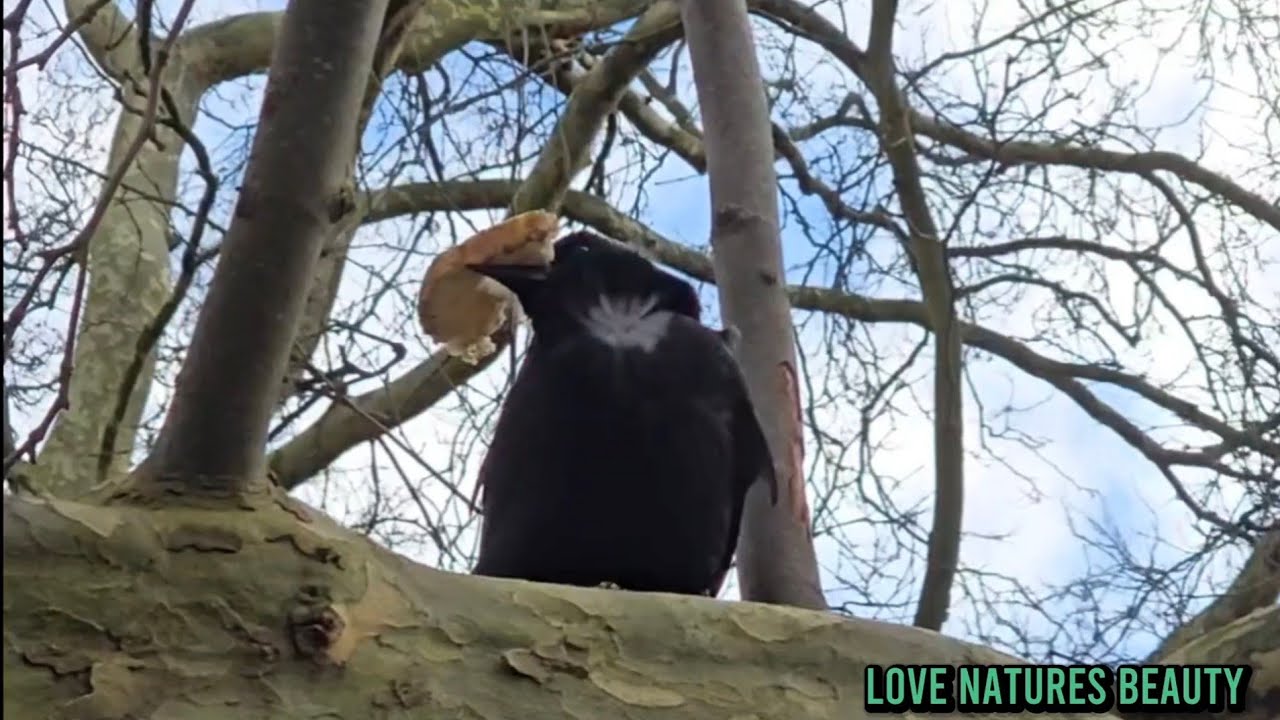Amazing Wildlife, Crow Birds Enjoyed Bread | London Wildlife @lovenaturesbeauty 